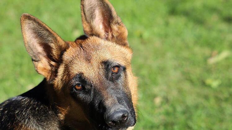 Ein Tierquäler hat in Goldbach bei Aschaffenburg einen jungen Schäferhund vergiftet. Symbolfoto: pixabay.com