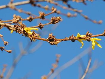 Der Dezember 2013 ist so milde, dass in Sonnenlagen wie hier in Zeil sogar die Frühjahrsblüher beginnen zu knospen. Das Foto entstand am Freitag.  Fotos: Brigitte Krause