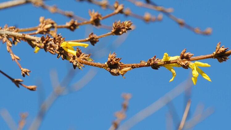 Der Dezember 2013 ist so milde, dass in Sonnenlagen wie hier in Zeil sogar die Frühjahrsblüher beginnen zu knospen. Das Foto entstand am Freitag.  Fotos: Brigitte Krause