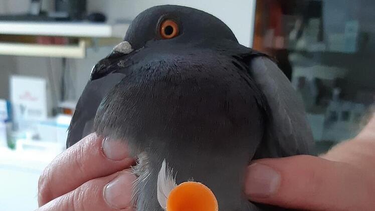 Immer wieder m&uuml;ssen Tier&auml;rzte Tauben behandeln, die von Blasrohr-Pfeilen getroffen wurden. Dieses Foto etwa ver&ouml;ffentlichte die W&uuml;rzburger B&uuml;rgerinitiative Mensch und Taube. Foto: B&uuml;rgerinitiative Mensch und Taube W&uuml;rzburg