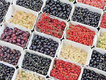 In der Reife befindet sich das Sortiment an Johannisbeeren. Es besteht mittlerweile aus über 20 Sorten.