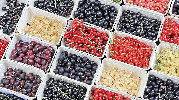 In der Reife befindet sich das Sortiment an Johannisbeeren. Es besteht mittlerweile aus über 20 Sorten.