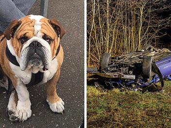 Furchtbarer Unfall auf A3: Von Hund Manni fehlte zwei Tage jede Spur
