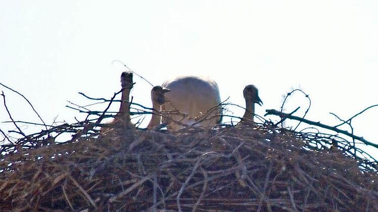Drei Jungstörche gucken aus dem Nest. Foto: Wolfgang Schwarz