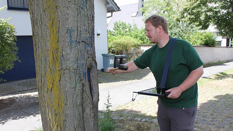 Mit dem Gummihammer klopft Johannes Kohler an den Stamm, um durch den Klang zu ermitteln, ob der Baum eventuell hohl ist. Foto: Popp