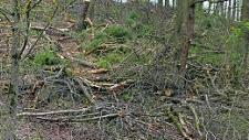 Kein Wallfahrts-, sondern ein Rückeweg: So sieht's aktuell unterhalb des Käppele auf Eberns "heiligem Berg" aus. Foto: Ralf Kestel