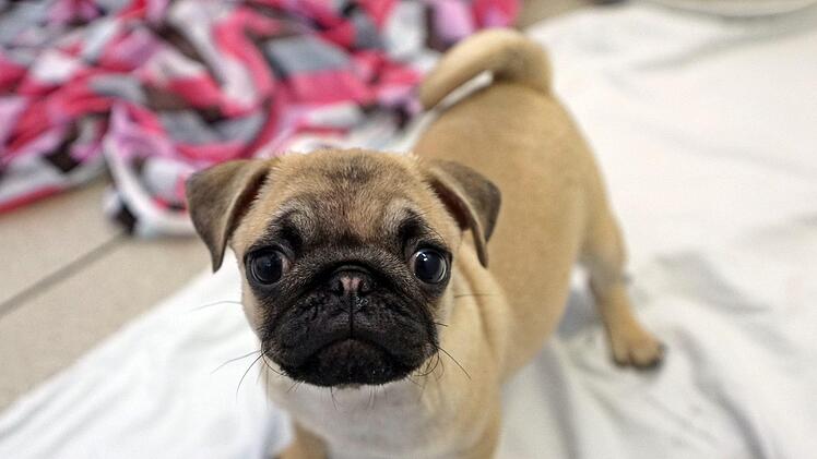 Beim illegalen Welpentransport waren die Tiere nur fünf bis acht Wochen alt. Foto: Stephan Moderow/Tierheim Feucht