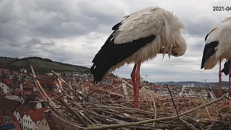 Diesen Blick aufs Hammelburger Storchennest können Internet-Nutzer rund um die Uhr miterleben.