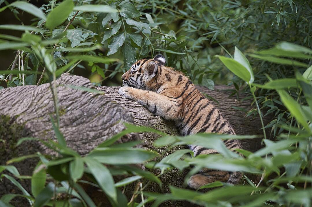 Kleine Tiger im Außengehege des Tiergartens Nürnberg