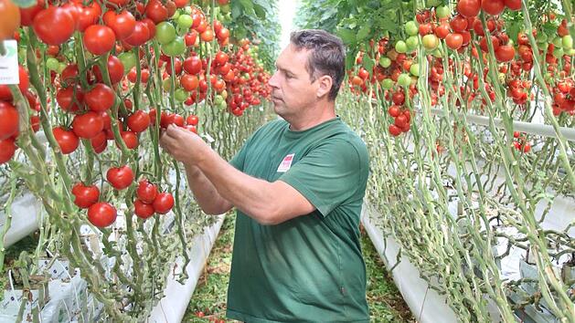 Fritz Boss in der Feulersdorfer Gem&uuml;sefarm, in der zurzeit Gurken und Tomaten angepflanzt werden. Fotos: Alexander Hartmann