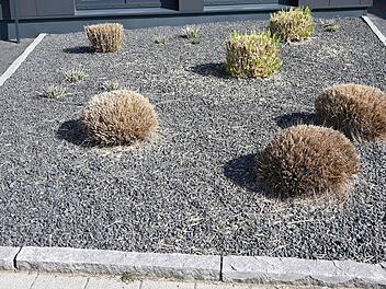 Schottergarten