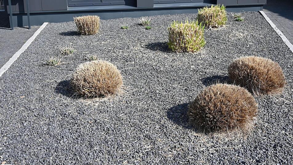 Kulmbach: Stadt verbietet Schottergärten - bei Verstößen drohen bis zu
