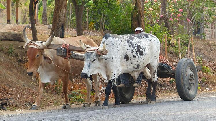 Nicht überall können sich die Leute Traktoren leisten. In Honduras werden vielerorts die Rindviecher eingespannt.