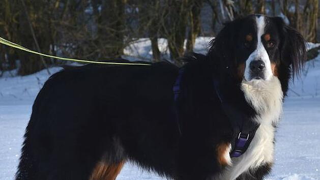 Berner Sennenhund Benny