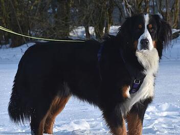 Berner Sennenhund Benny