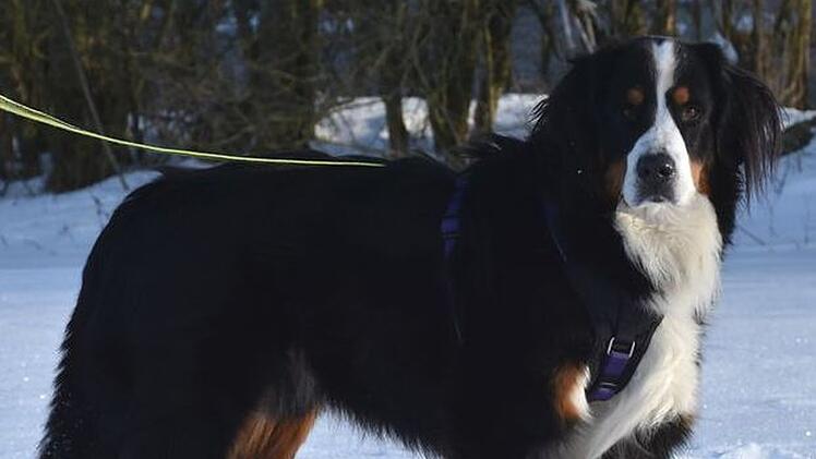 Berner Sennenhund Benny