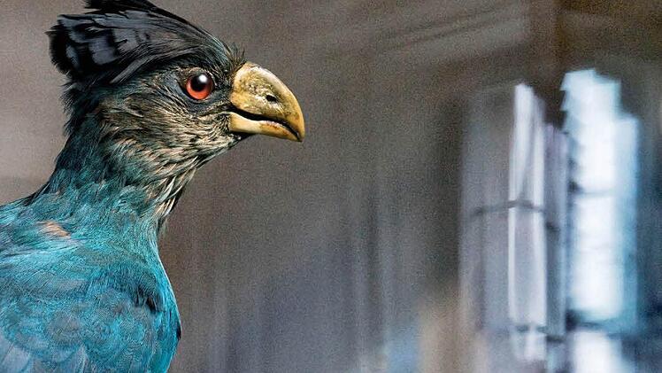 Aus dem Bamberger Vogelsaal. Foto: Jürgen Schabel