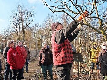 Thomas Neder zeigt den richtigen Obstbaumschnitt.