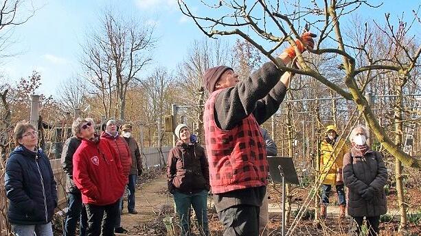 Thomas Neder zeigt den richtigen Obstbaumschnitt.