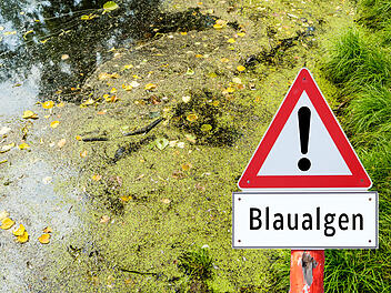 Blaualgen im See
