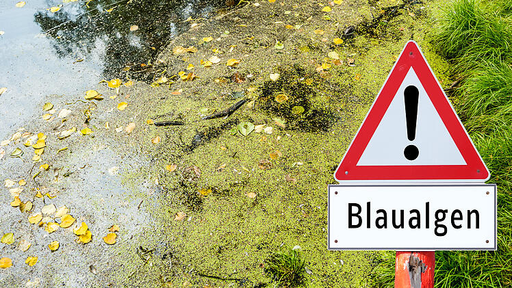 Blaualgen im See