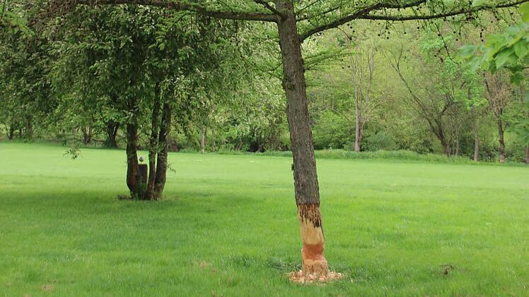 Biberspuren mitten auf dem Golfplatz.  Foto: Heike Beudert