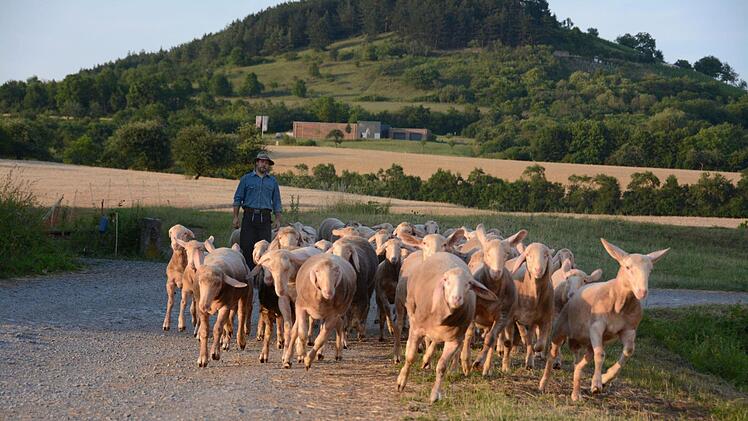 Thorsten Scherpf bringt die Herde von Zuchtböcken abends in den Stall, da lockt leckeres Futter.  Foto: Elisabeth Assmann