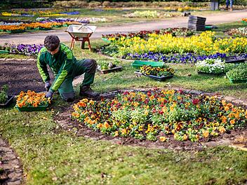 40.000 Blumen f&uuml;r Bamberg - Fr&uuml;hjahrsbl&uuml;ten bringen Farbe in Stadt