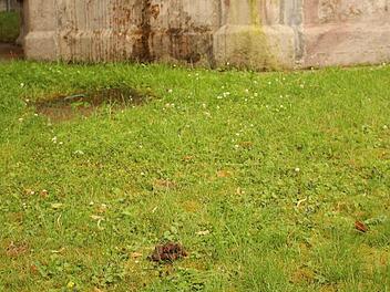 Wenig Begeisterung rufen Hinterlassenschaften von Hunden auf der Grünfläche um den Dorfbrunnen hervor. Die Gemeinde hofft auf die Einsicht der Hundhaltern, kündigt aber Überprüfungen an. Foto: Klaus Klaschka