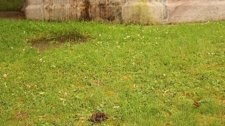 Wenig Begeisterung rufen Hinterlassenschaften von Hunden auf der Grünfläche um den Dorfbrunnen hervor. Die Gemeinde hofft auf die Einsicht der Hundhaltern, kündigt aber Überprüfungen an. Foto: Klaus Klaschka