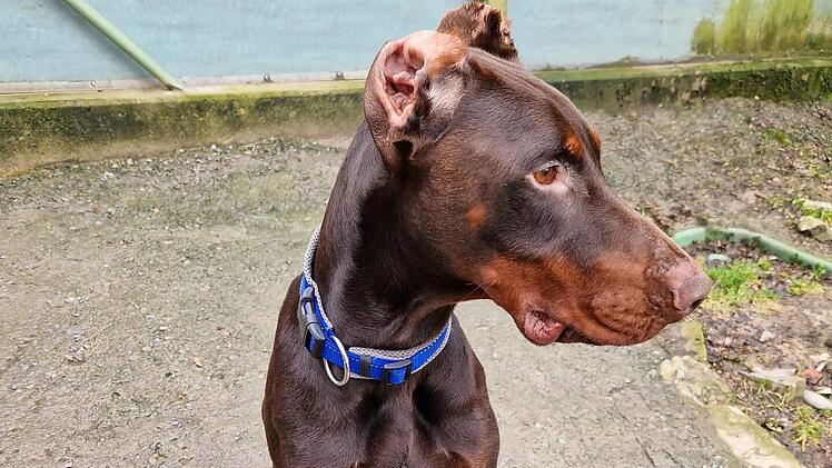 Tierheim Würzburg entsetzt: Hund Loki wurde "regelrecht verstümmelt"