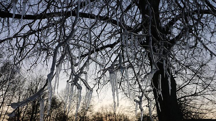 Das gefrorene Wasser bildete an den &Auml;sten sch&ouml;ne Eiszapfen. Foto: Ronald Heck