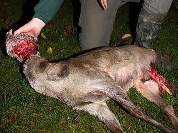 Das Reh wurde von einem oder zwei wildernden Hunden getötet. Foto: Jürgen Gärtner