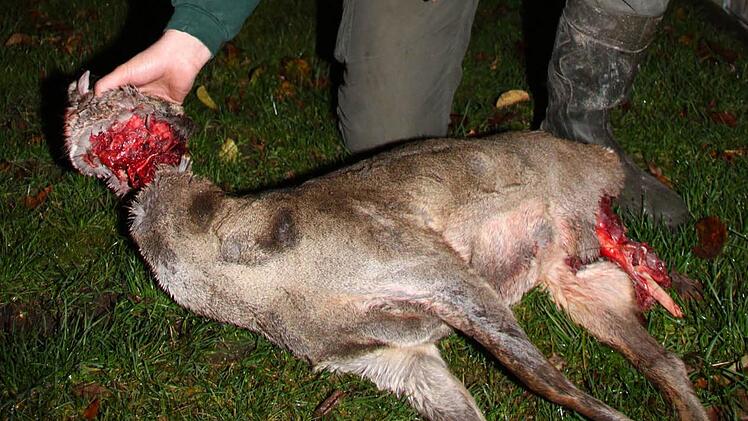 Das Reh wurde von einem oder zwei wildernden Hunden getötet. Foto: Jürgen Gärtner
