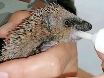 Igelkind mit Flasche Foto: J. Schröder