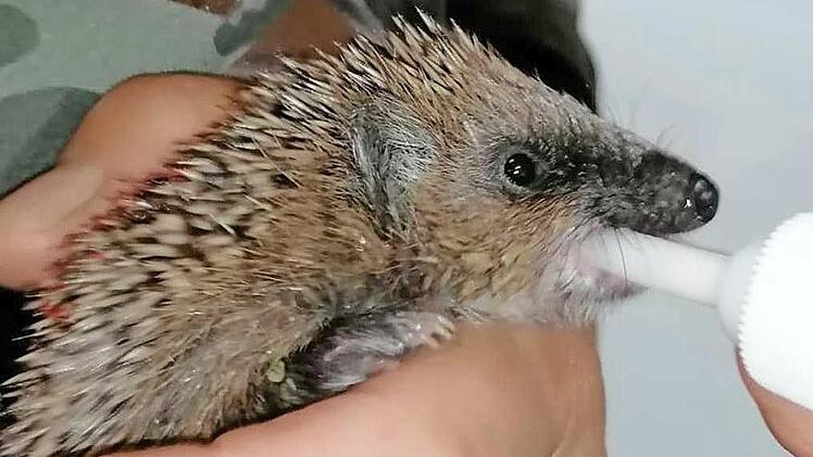 Igelkind mit Flasche Foto: J. Schröder