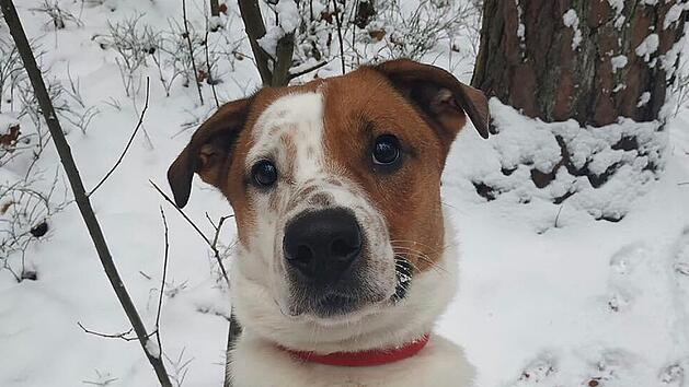 Tierheim Nürnberg: Hund Bruno hat nur einen "Weihnachtswunsch" - geht er in Erfüllung?