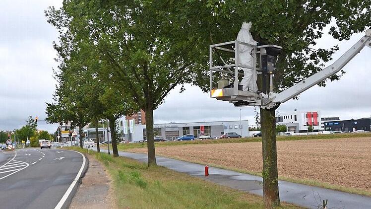 Schutzanzug ist Pflicht: Die Gespinste des Eichenprozessionsspinners entlang der Kreisstraße zwischen Beutelsdorf und Herzogenaurach werden beseitigt.