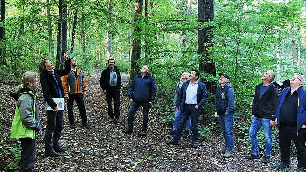 Ein Blick in die Wipfel im Raum Maßbach. Foto: Dieter Britz
