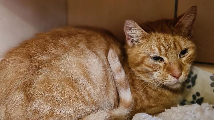 Tierheim Pfaffengrün: Mitarbeiter machen Horrorfund in Plastikkoffer - "Total traumatisiert"