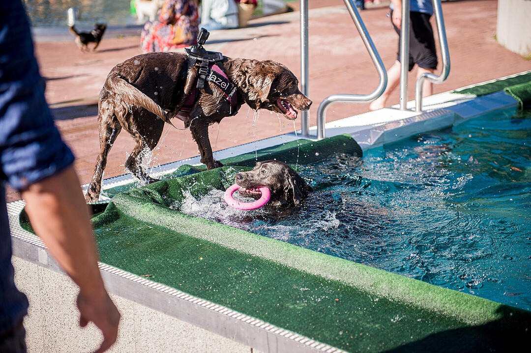 Leinen los! Hunderte Fellnasen erobern Freibad nach Saisonende