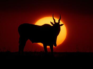 Tier mit Hörnern vor Sonne Fabelwesen, Wildtier, Savanne