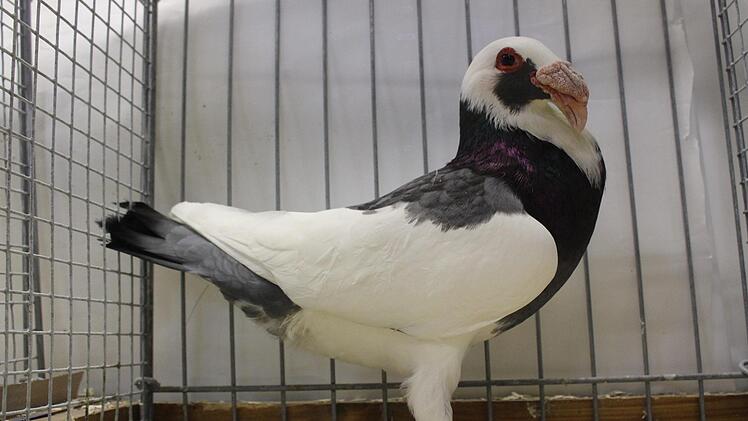 Ganz au&szlig;ergew&ouml;hnliche Tiere konnten bestaunt werden, wie diese N&uuml;rnberger Bagdette, eine durch selektiven Zucht entstandene Taubenrasse.