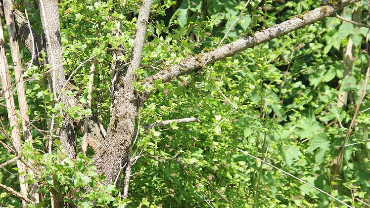 Nach der Aktion waren nur noch wenige Bienen am Ast. Auch diese fliegen in ihr neues Zuhause.  Foto: Friedwald Schedel