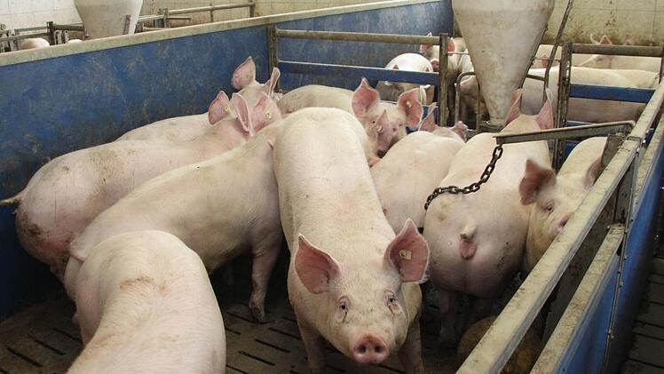 Nach der Mast bringen die Schweine etwa 120 Kilogramm auf die Waage.