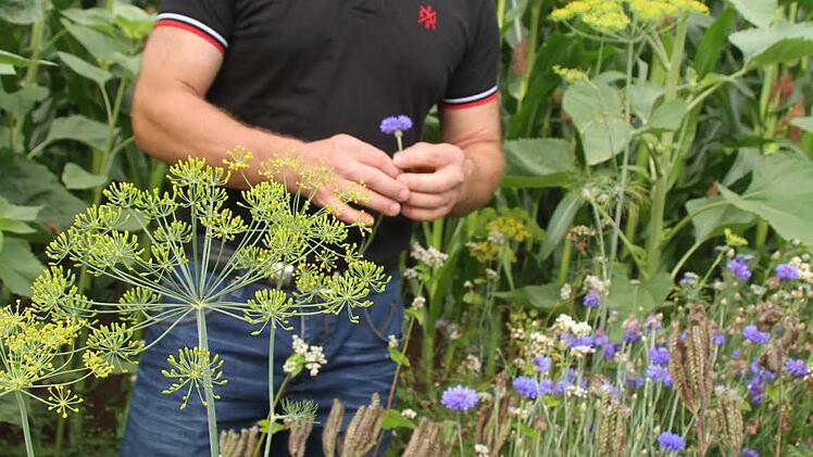 Am Rande des Maisfeldes von Alexander Wölfel wächst ein kunterbunter Blumenstreifen: Wölfel nimmt zwar weniger Ertrag in Kauf, doch er hat gerne beim "Naturschutz-Projekt" des größten Schweizer Pflanzenschutz-Weltmarkführers Syngenta mitgemacht: 100.000 Quadratmeter im Landkreis Kulmbach erblühen neu. Foto: Sonny Adam