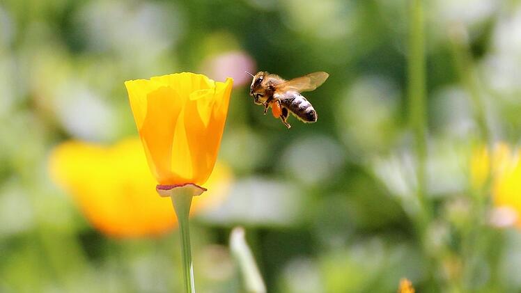 Ein Bienchen im Anflug auf  Goldmohn.Diana Fuchs