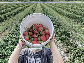 Landwirt geht gegen "dreiste" Pflücker vor