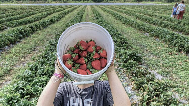 Landwirt geht gegen "dreiste" Pflücker vor