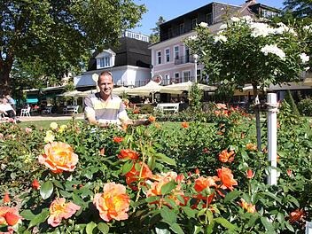 Martin Christ, Leiter der Kurgärtnerei, freut sich, dass auch die zweite Rosenblüte heuer so prachtvoll ausfällt. Fotos: Melissa Hager/Ralf Ruppert